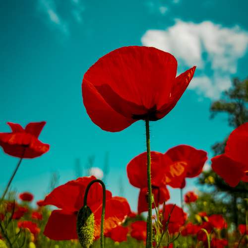 Фотография #10340703