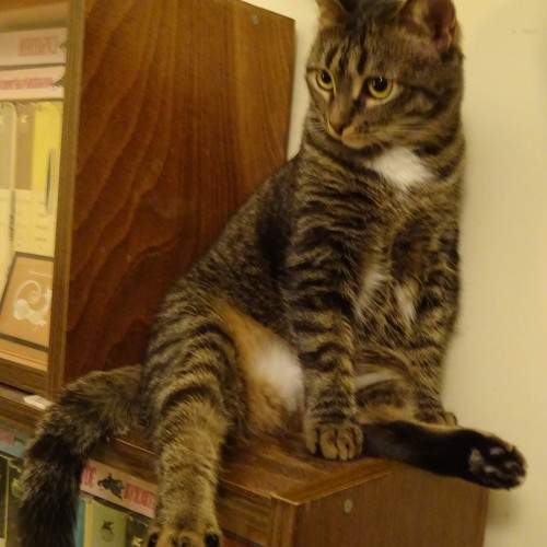 Кот ученый