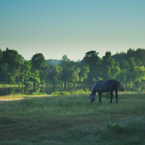 Photo #10342296