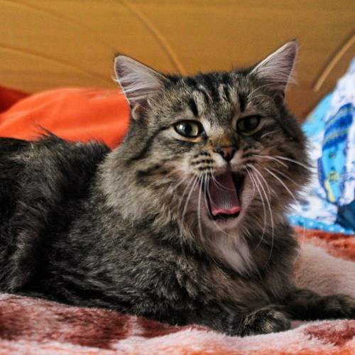 Photo #10344205