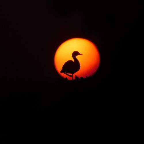 Photo #10344351