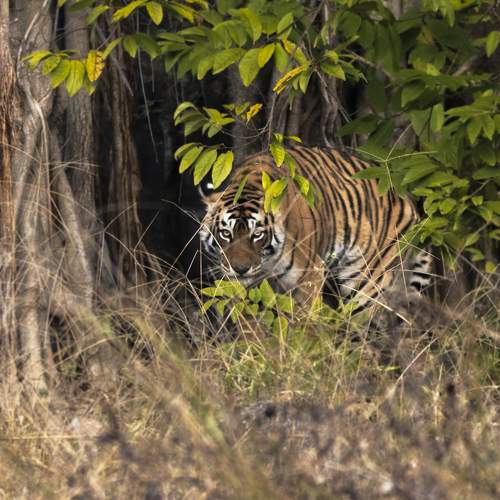 Photo #10344521