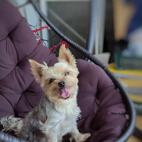 Photo #10345018