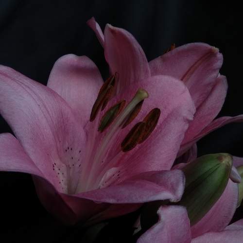 Photo #10345435