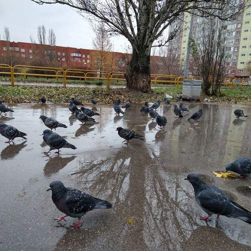 День мокрый...