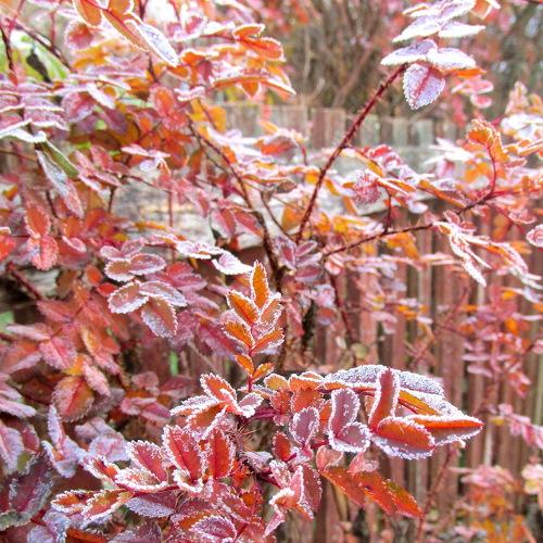 Photo #1039325