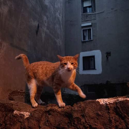 Photo #10350347