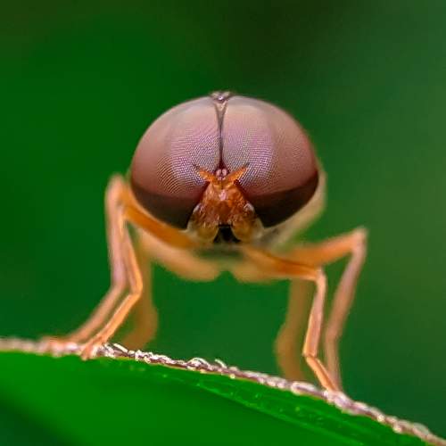 The Eyes of the Nature.