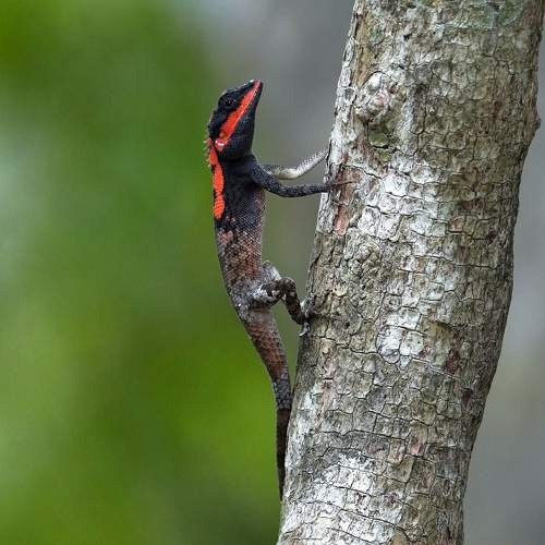 A sun basking Painted-lip lizard