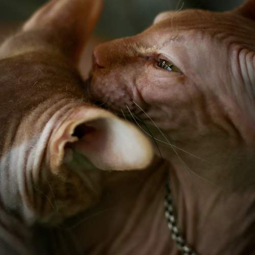 Семья сфинксов