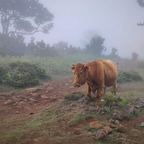 Madeira cows