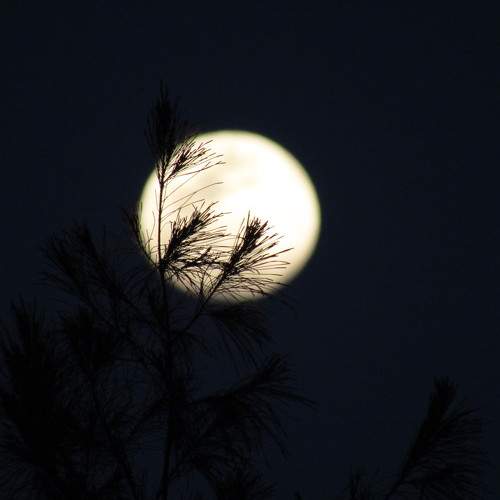 Photo #10355230