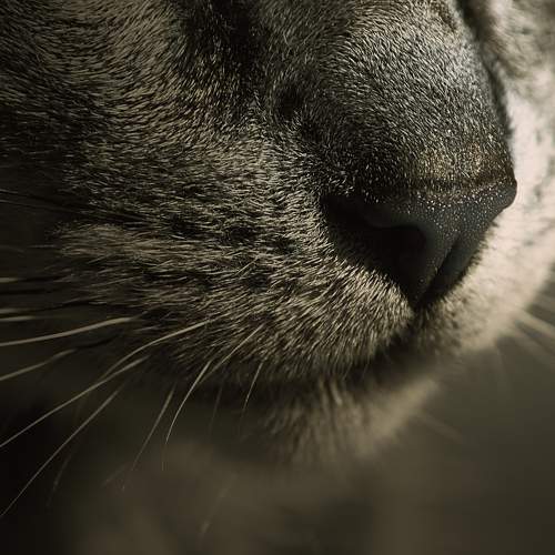 Photo #10355623