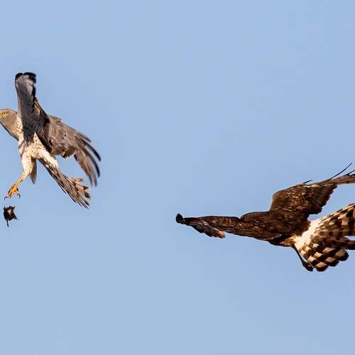 Harrier Food Exchange