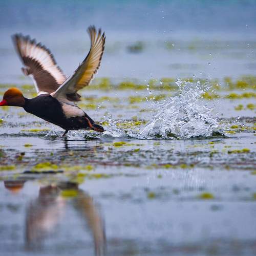 The Red Crested Pochard