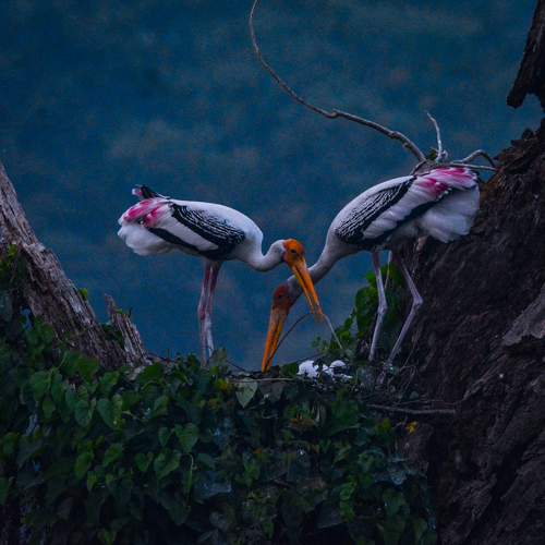 Photo #10356486
