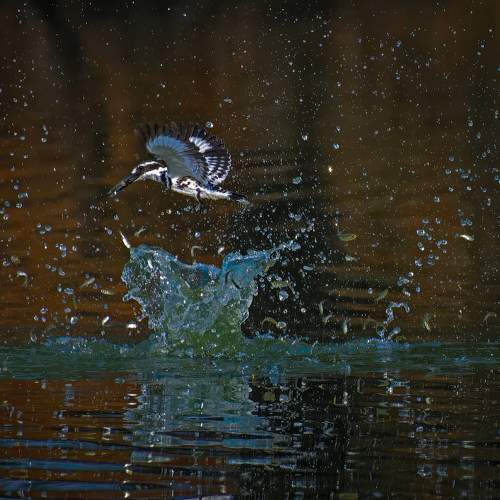 Graceful Hunter: The Pied Kingfisher's Dive