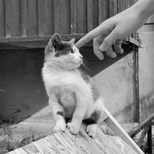 Photo #10357303