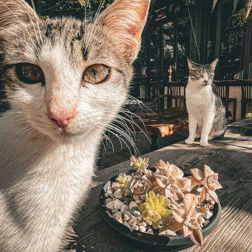 Turkish cats