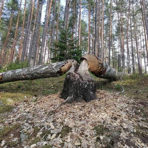 Photo #10358459