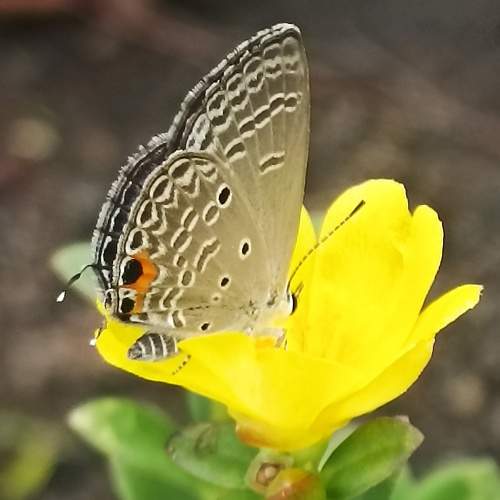Photo #10359270