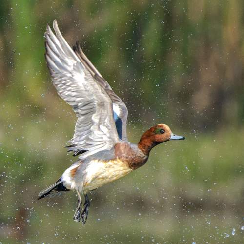 Photo #10360150