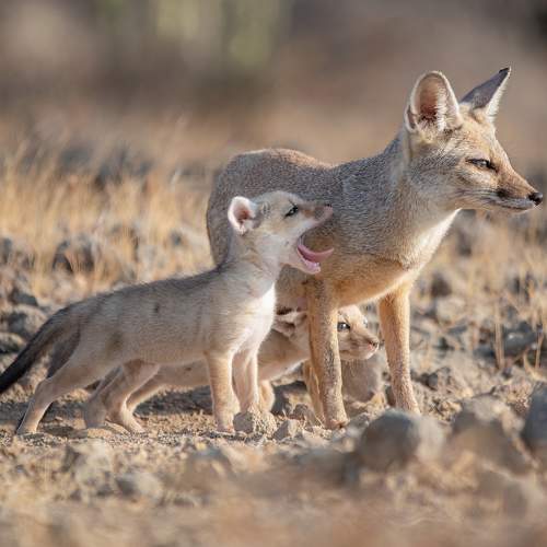 before feeding cub