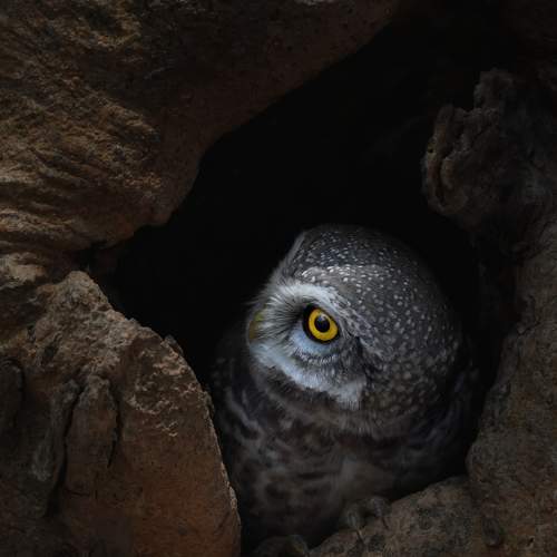 Eye