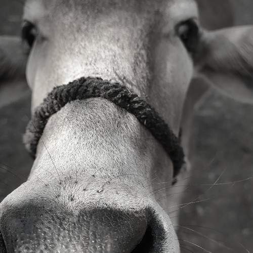 Photo #10360715