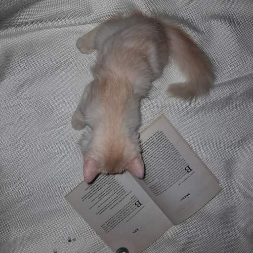 Bookworm cat