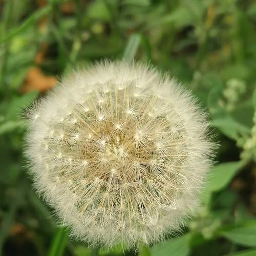 Dandelion