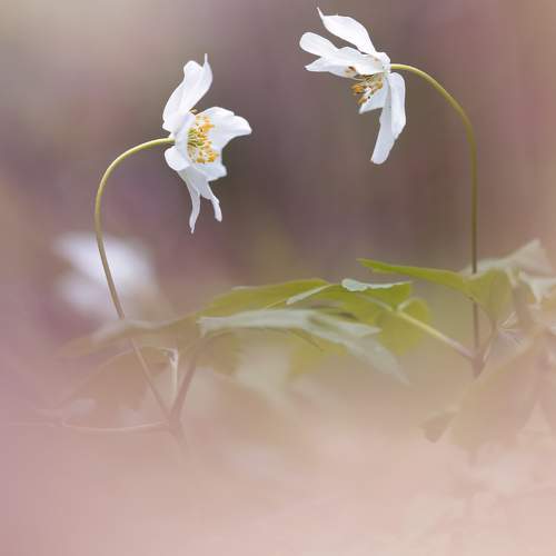 The breath of Spring