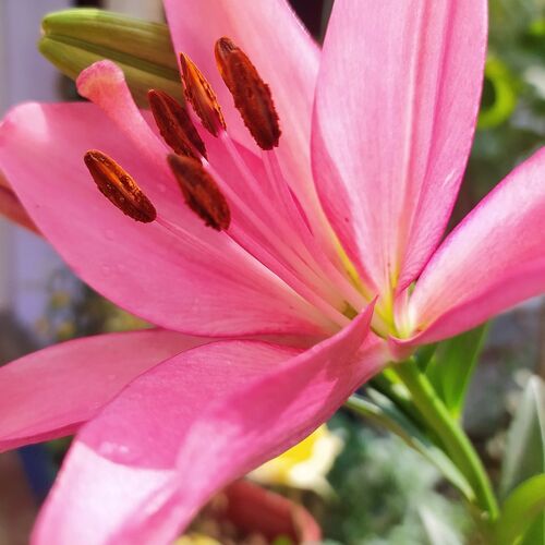 Easter lily