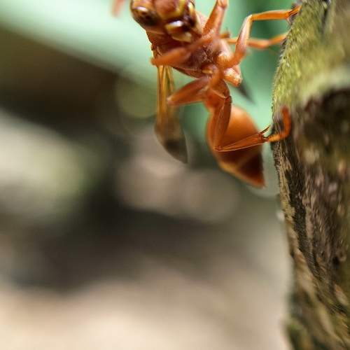 Photo #10363331