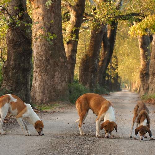 Photo #10363815