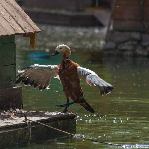 Photo #10364640