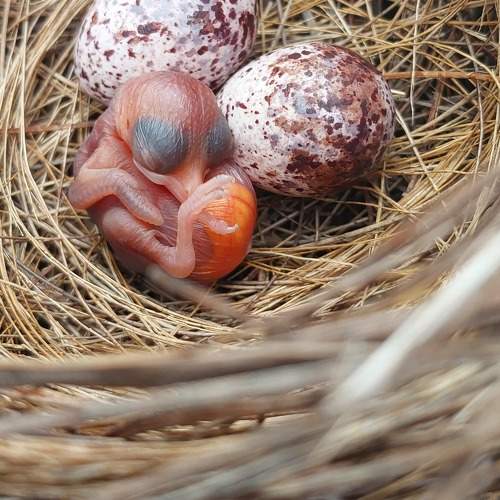 Little baby birds ?