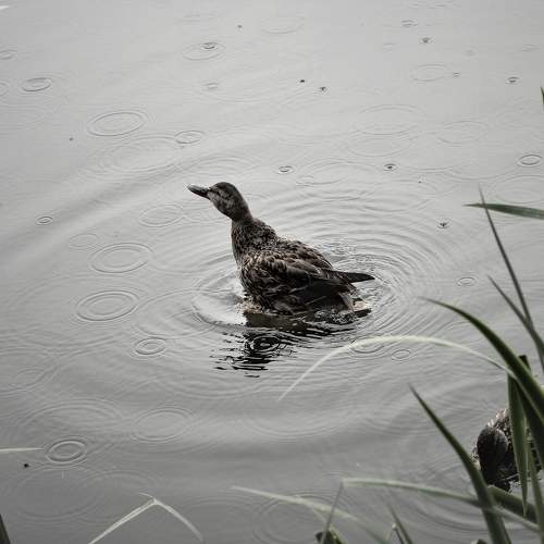 Photo #10365568