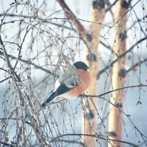 Photo #10366414