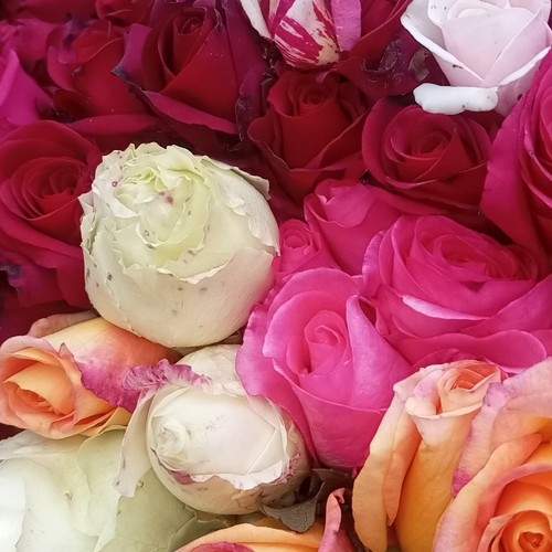 Photo #10367530
