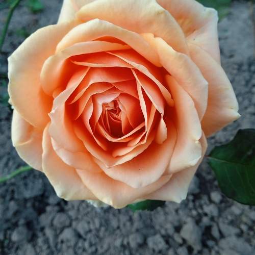 Photo #10367646