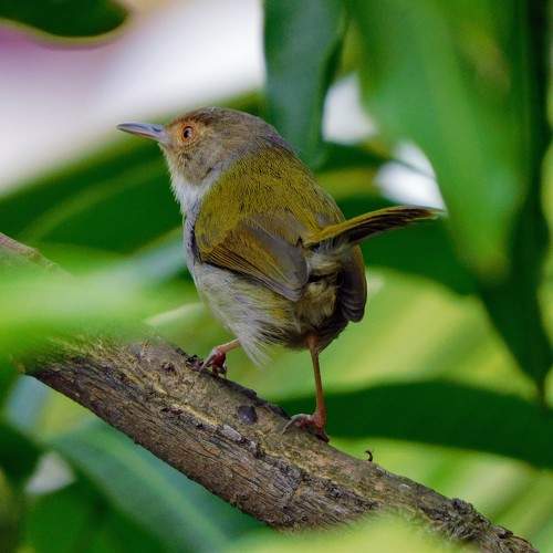 Photo #10368148