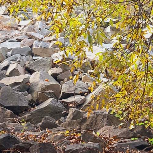 Photo #10368949