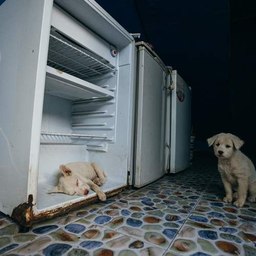 Photo #10369026