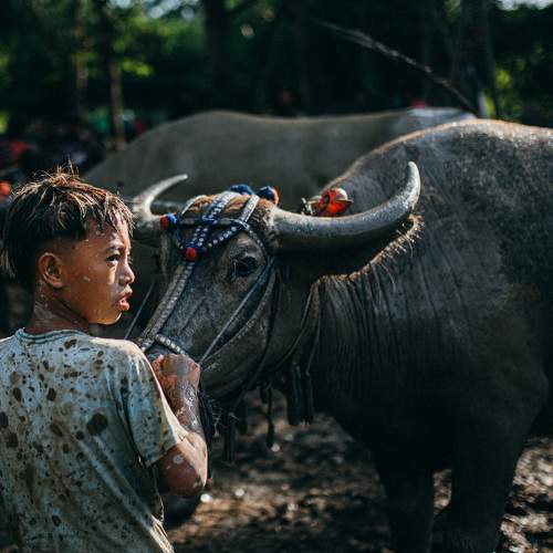 Buffalo racing