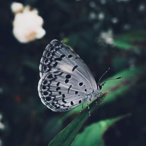 Photo #10370168