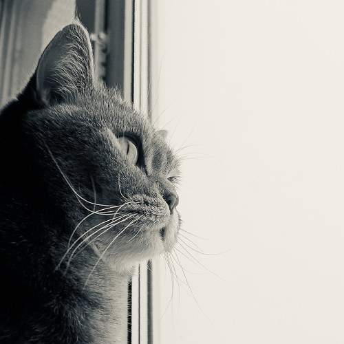 Photo #10370170