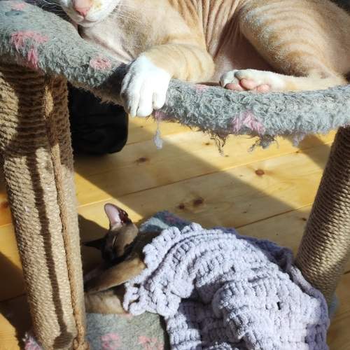 Photo #10370569