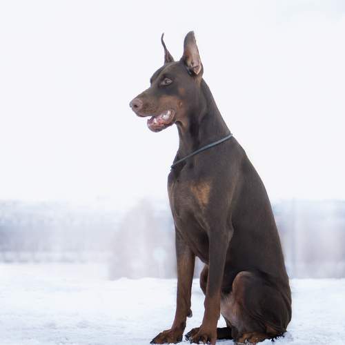 Photo #10371123