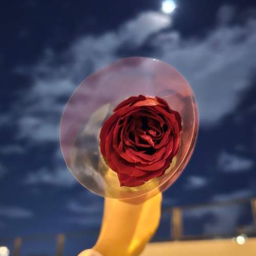 Photo #10371458